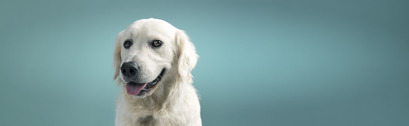 Pet hero