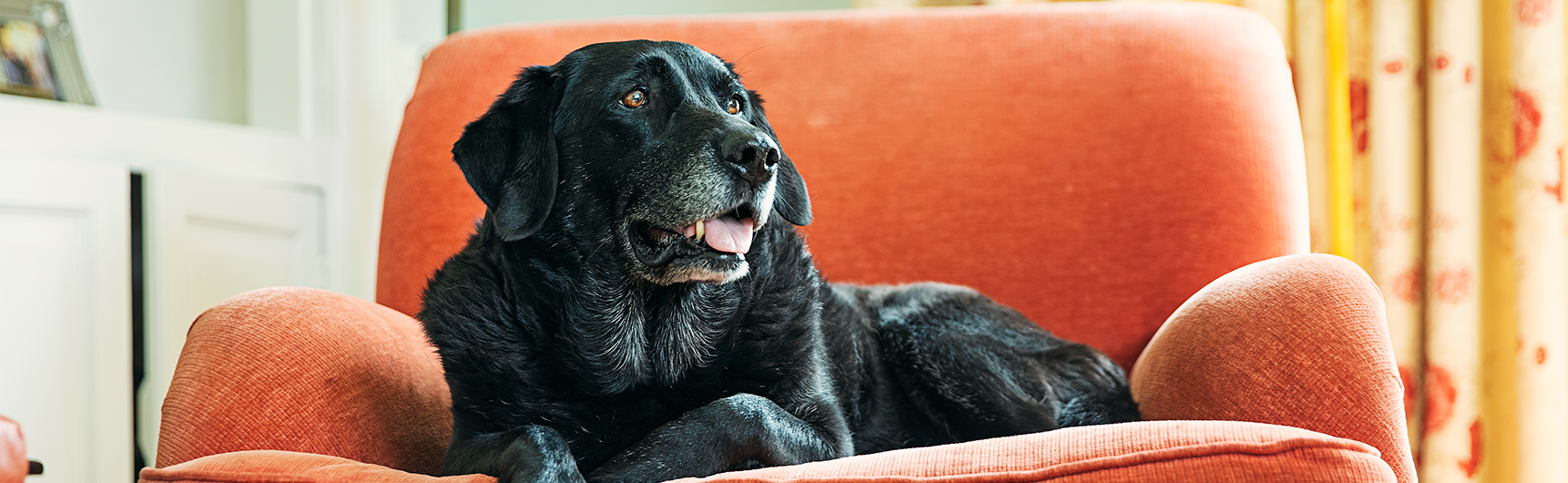 Dog on couch